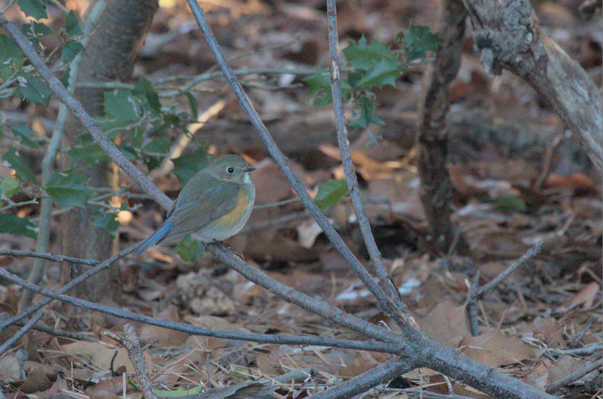 Red-flanked Bluetail - ML616467449
