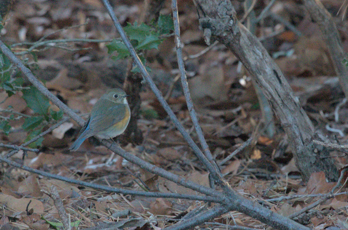 Red-flanked Bluetail - ML616467450
