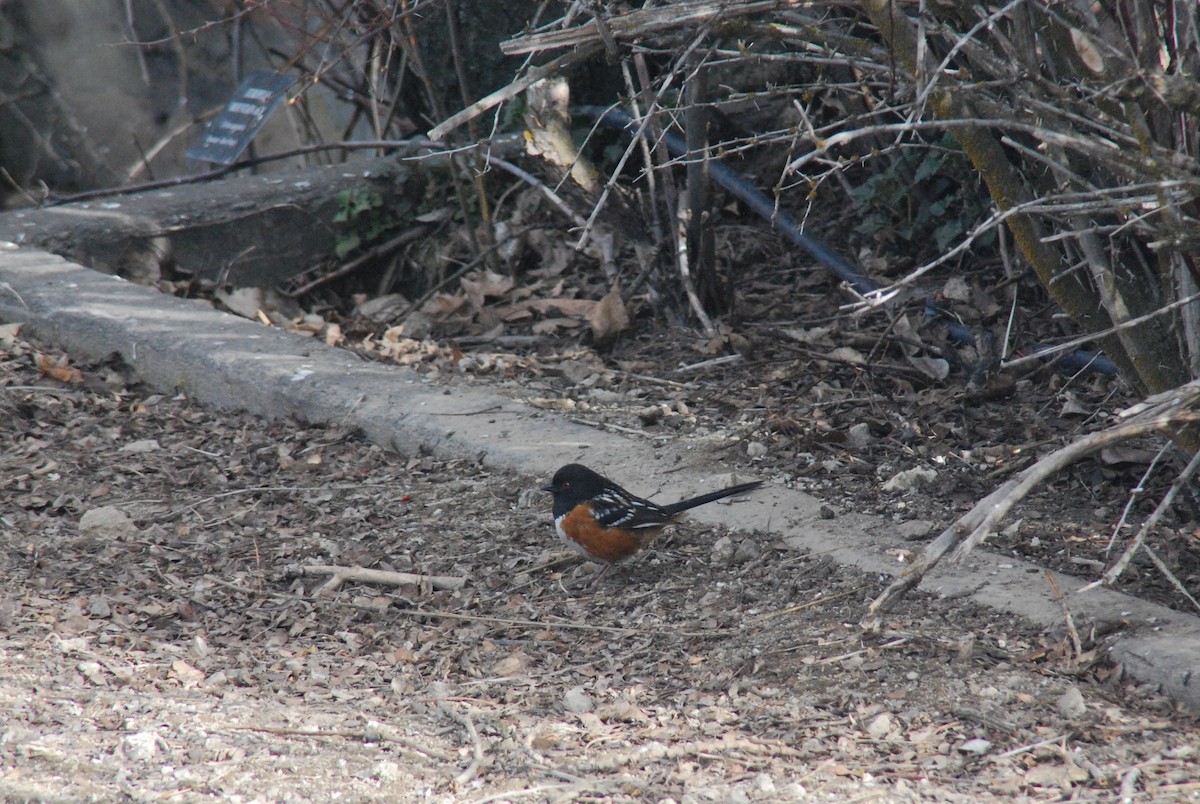Spotted Towhee - ML616467456