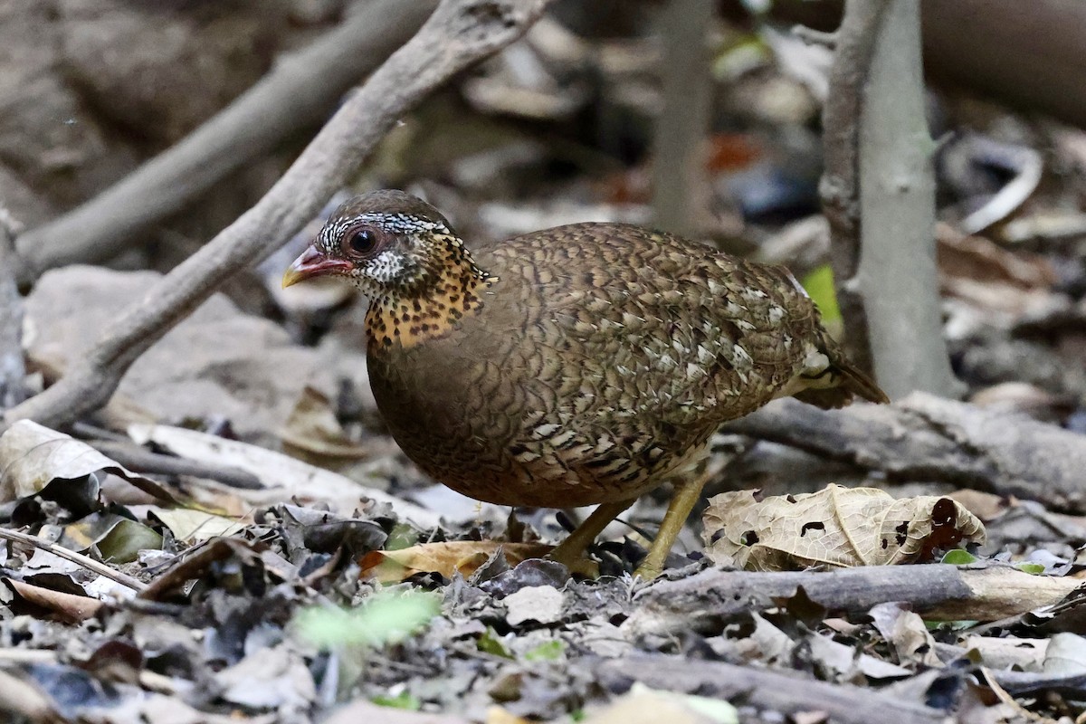 Scaly-breasted Partridge - ML616467466