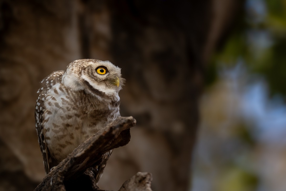 Spotted Owlet - ML616467606