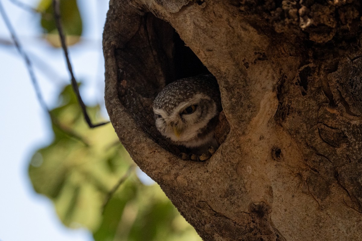 Spotted Owlet - ML616467607