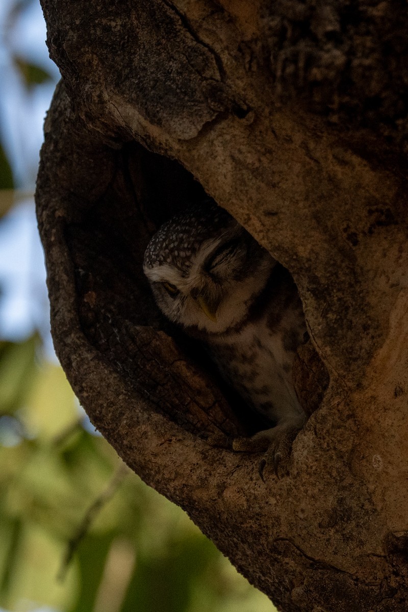 Spotted Owlet - ML616467608