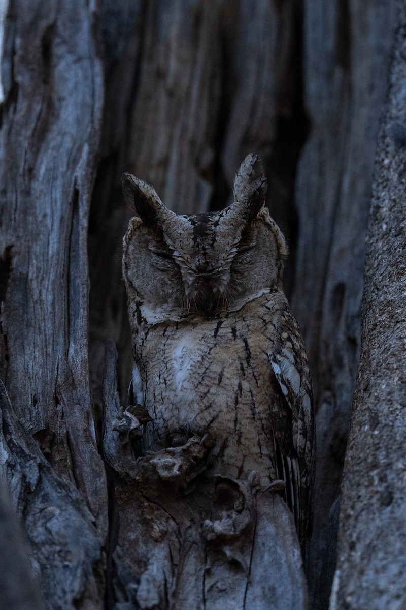 Indian Scops-Owl - Pranav Pula