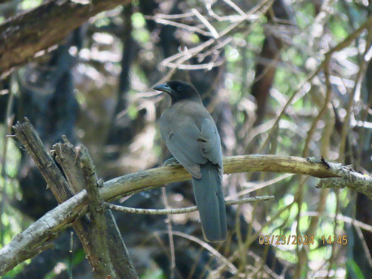 ML616467727 - Brown Jay - Macaulay Library