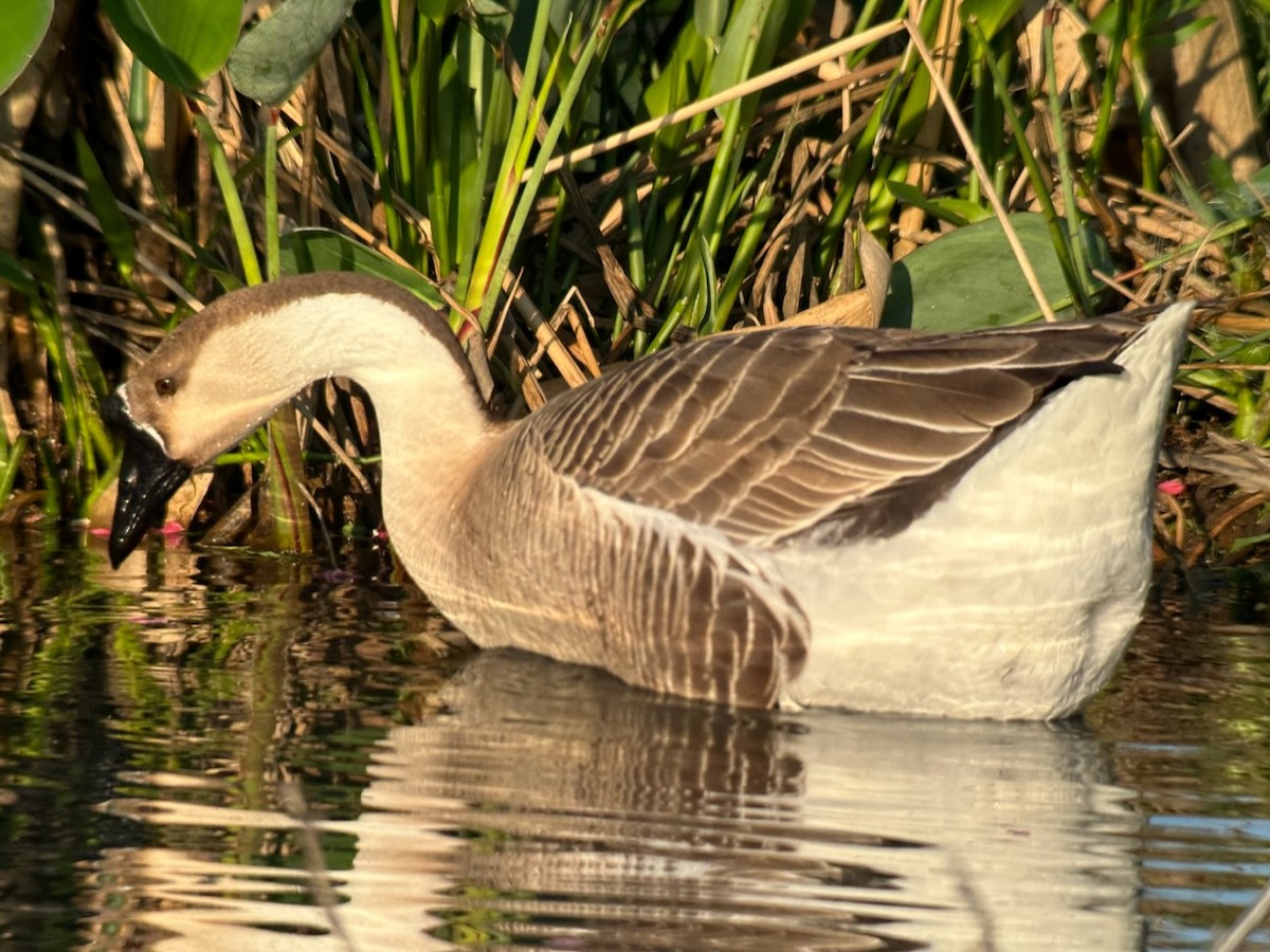 Swan Goose (Domestic type) - Jeff Bouton