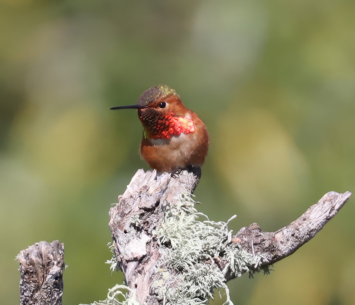 Allen's Hummingbird - David Ekdahl