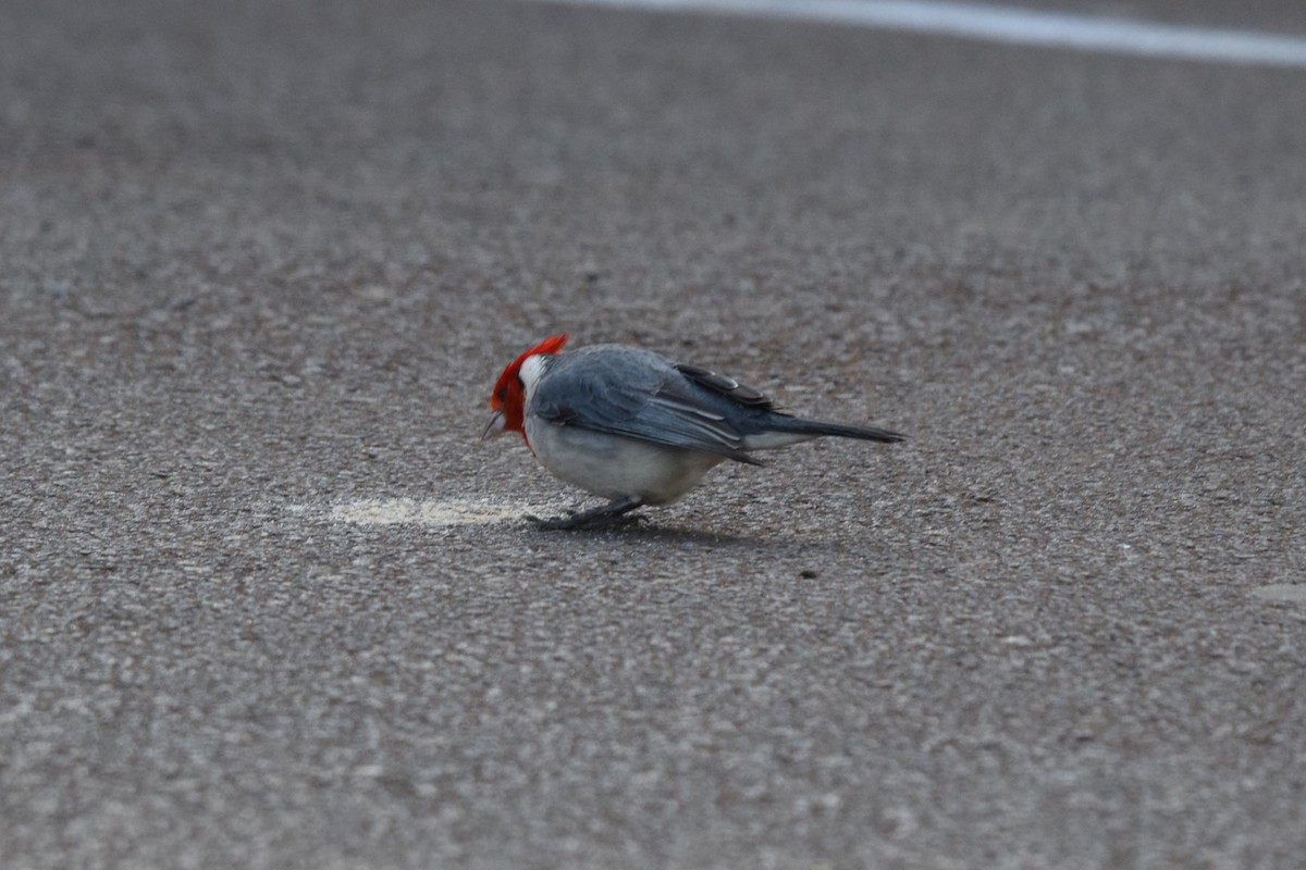 Red-crested Cardinal - ML616467863