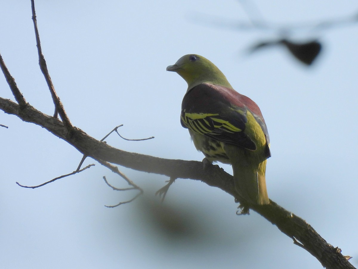 Gray-fronted Green-Pigeon - ML616467954