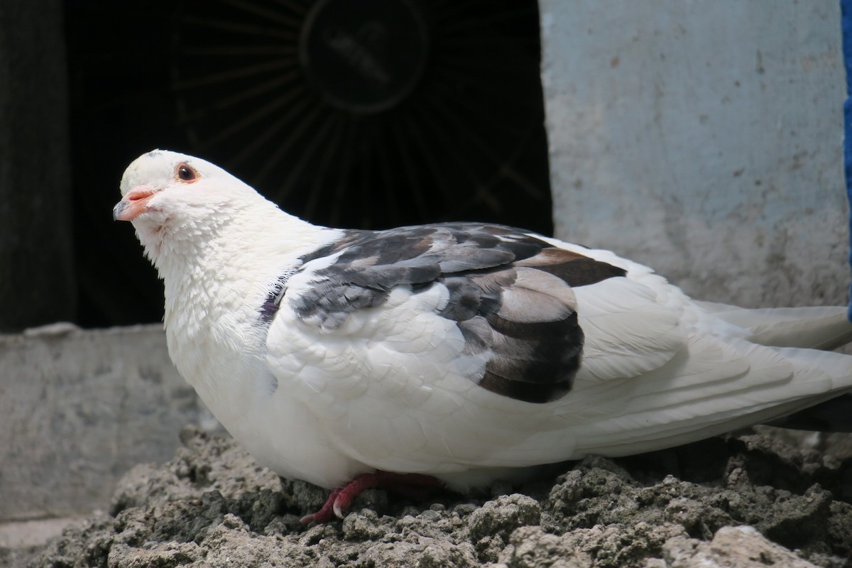 Rock Pigeon (Feral Pigeon) - Rishi Palit