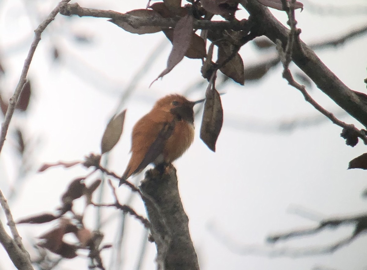 Rufous Hummingbird - ML616468077