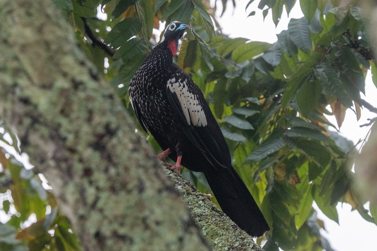 Black-fronted Piping-Guan - ML616468104