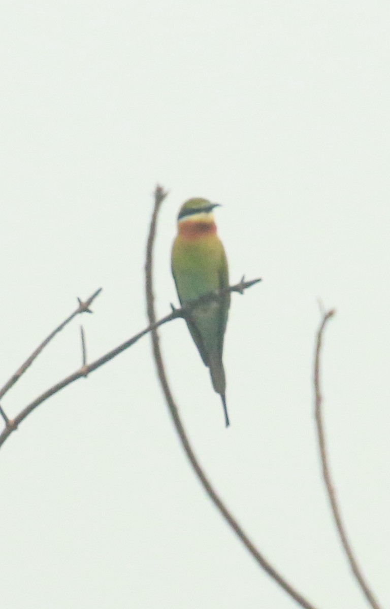 Blue-tailed Bee-eater - shino jacob koottanad