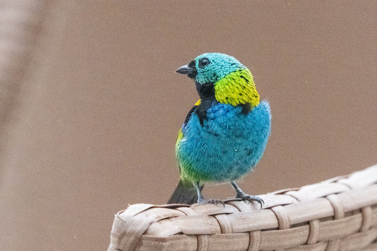 Green-headed Tanager - Ted Kavanagh