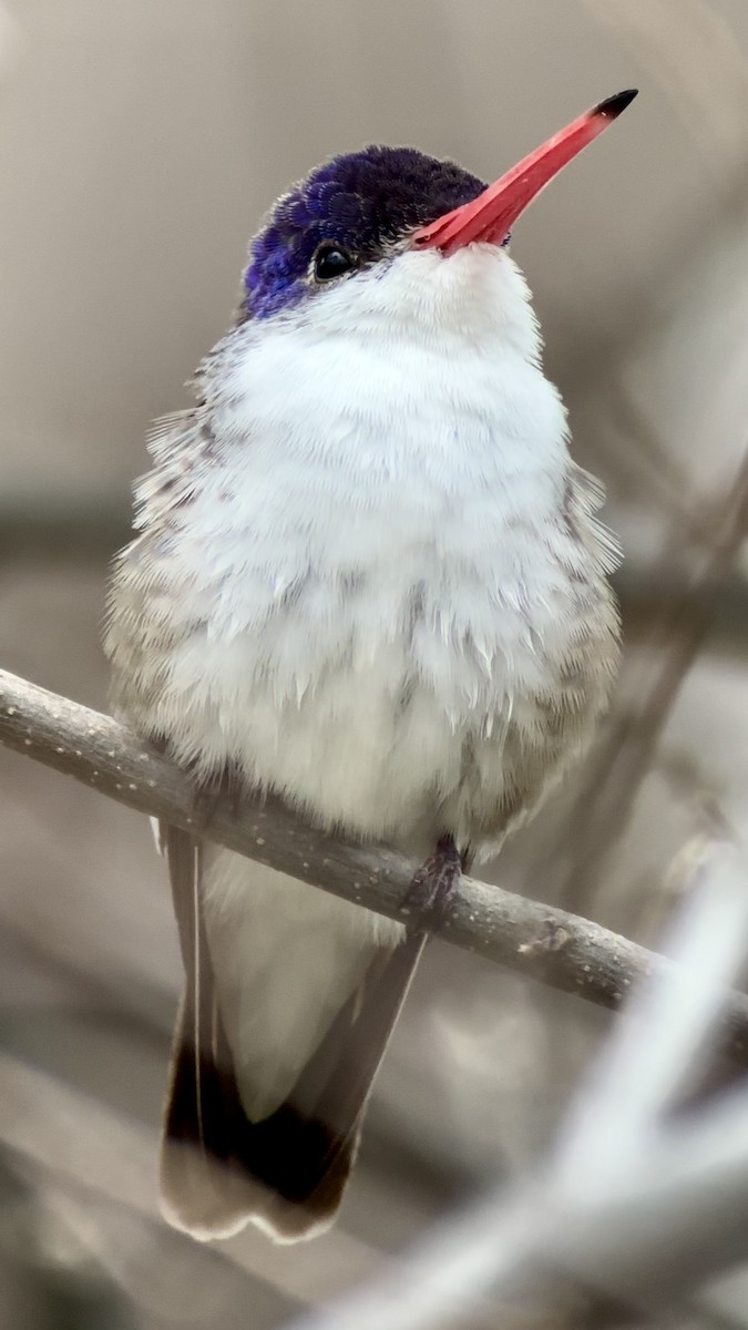 Violet-crowned Hummingbird - Jeff Bouton