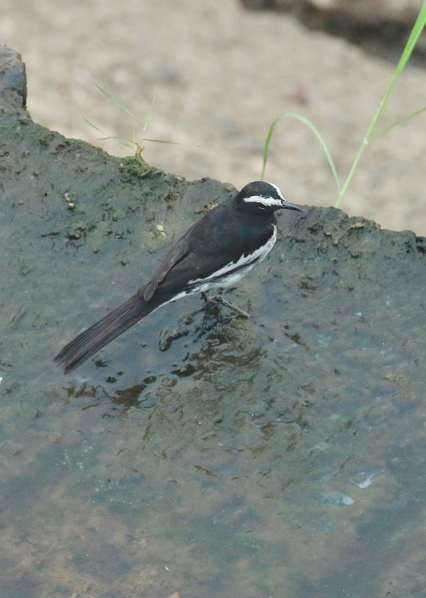 White-browed Wagtail - ML616468208