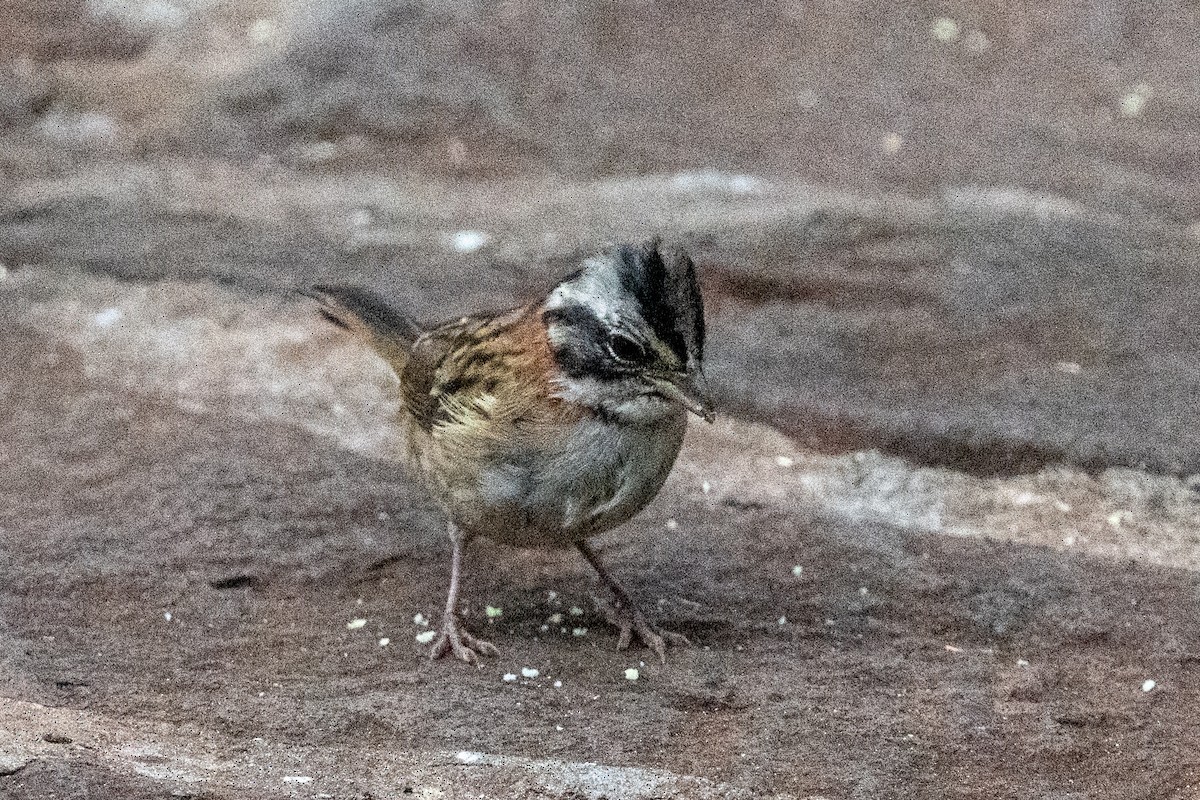 Rufous-collared Sparrow - Ted Kavanagh