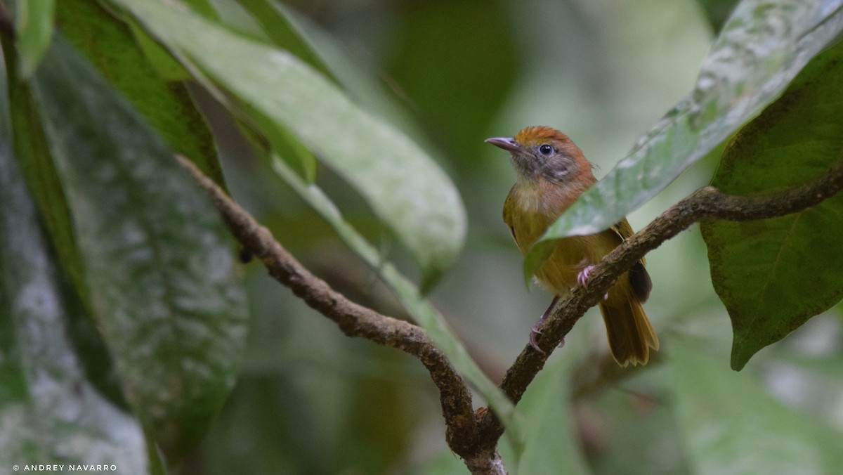 Tawny-crowned Greenlet - ML616468271