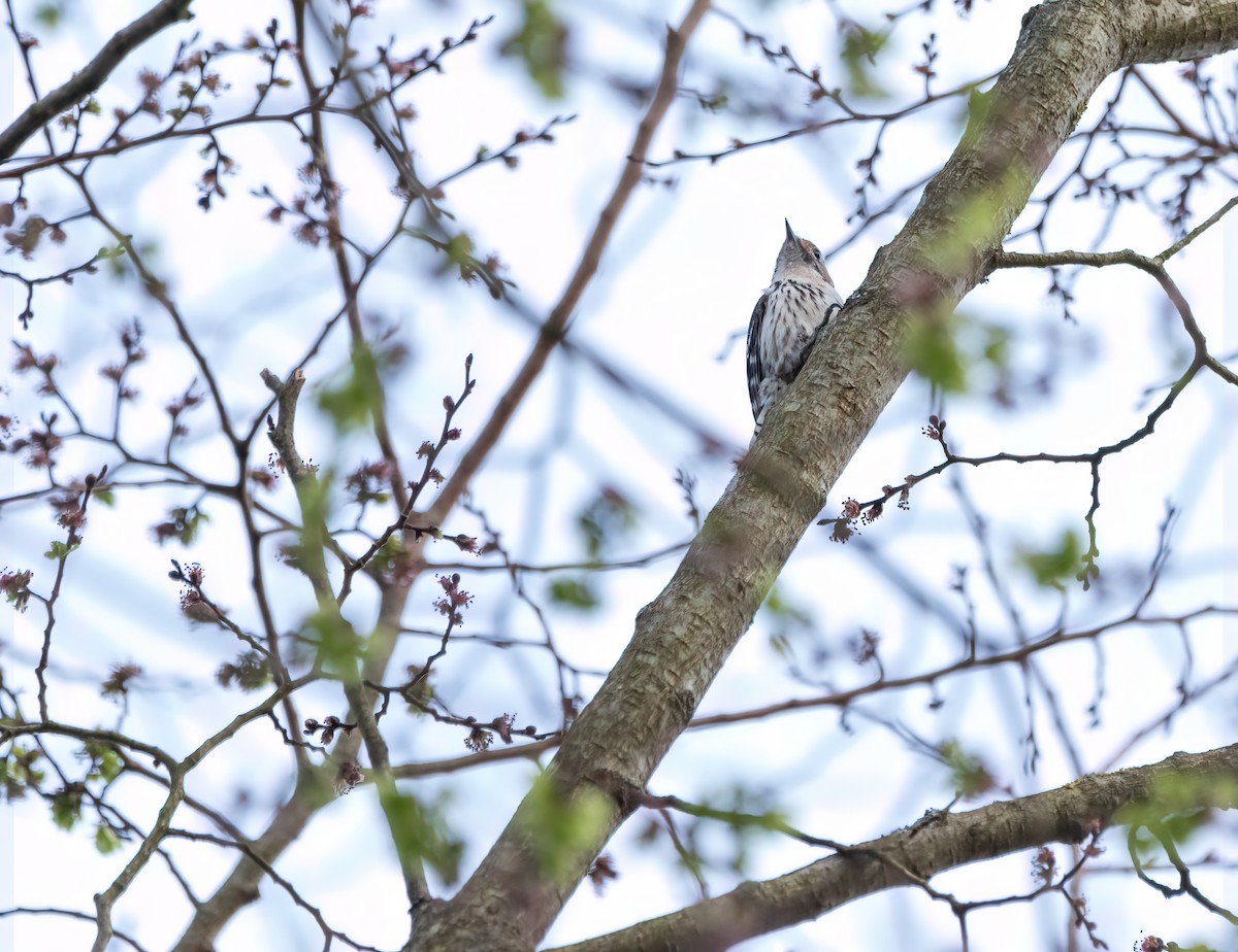 Lesser Spotted Woodpecker - ML616468277