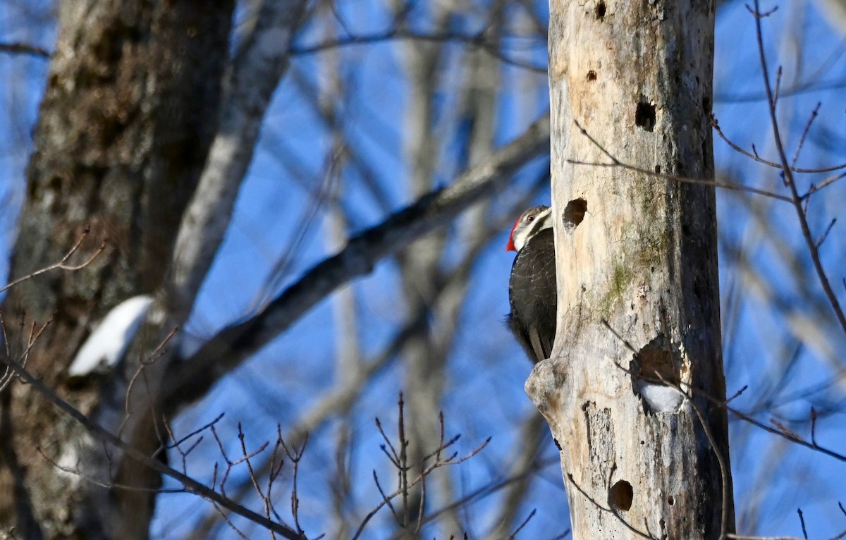 Pileated Woodpecker - ML616468485