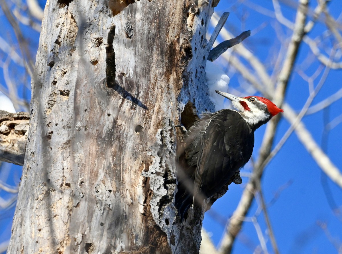 Pileated Woodpecker - ML616468486