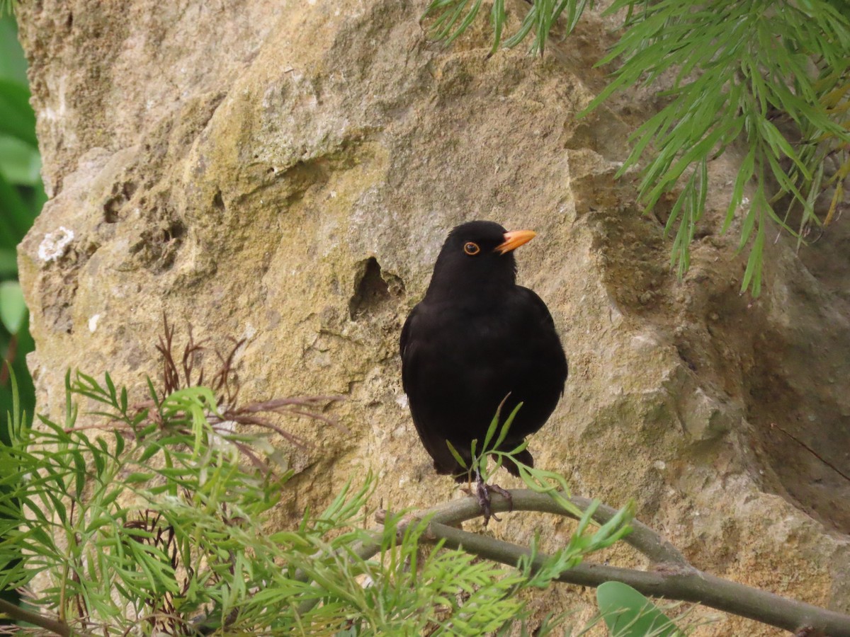 Eurasian Blackbird - ML616468509