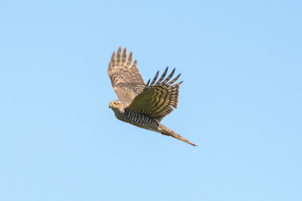 Eurasian Sparrowhawk - ML616468543