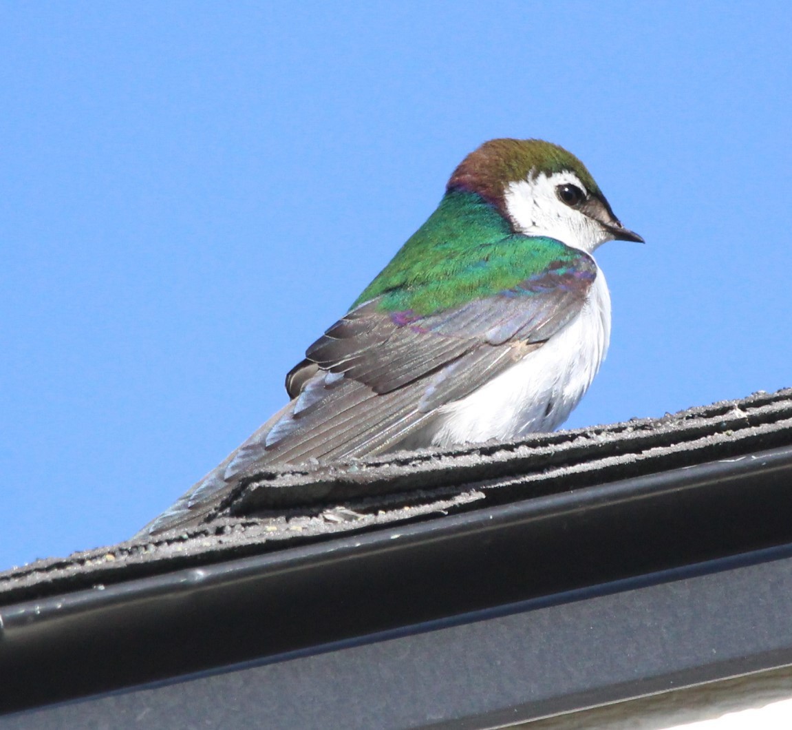 Violet-green Swallow - ML616468558