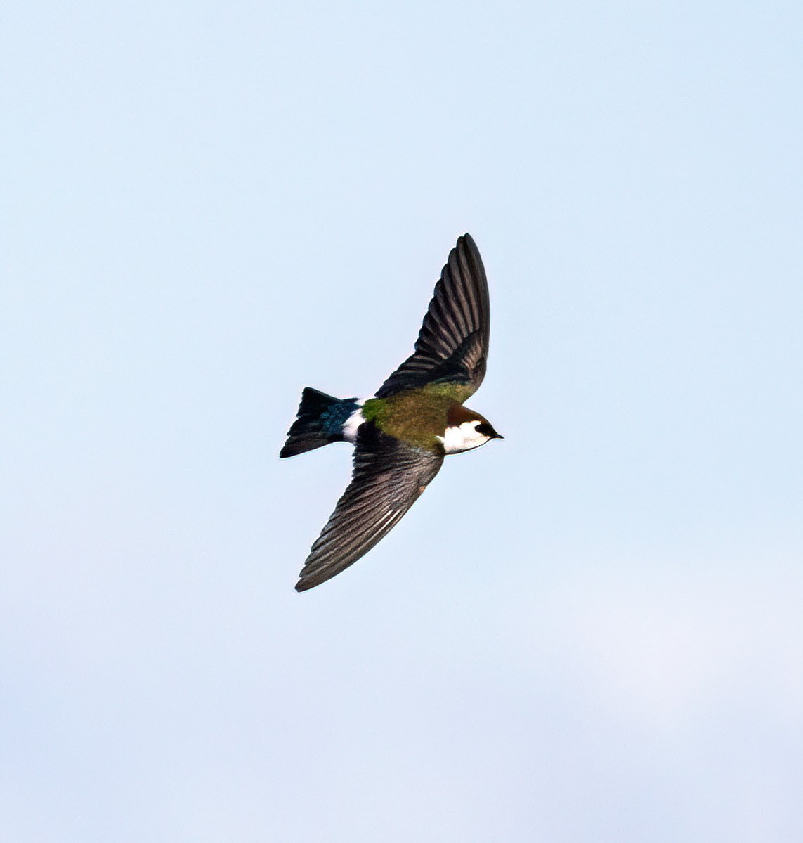 Violet-green Swallow - ML616468746