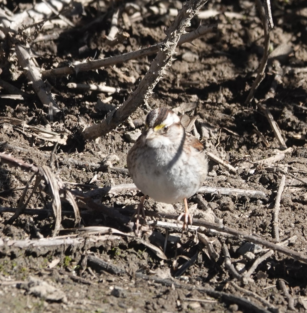 White-throated Sparrow - ML616468871