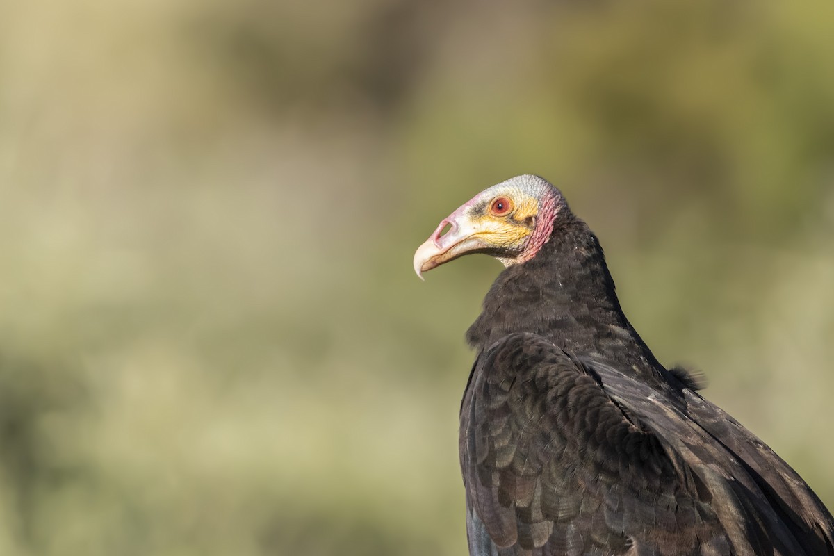 Lesser Yellow-headed Vulture - ML616468891