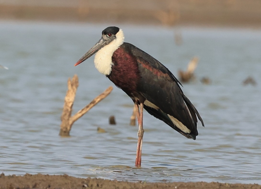 Asian Woolly-necked Stork - ML616469099