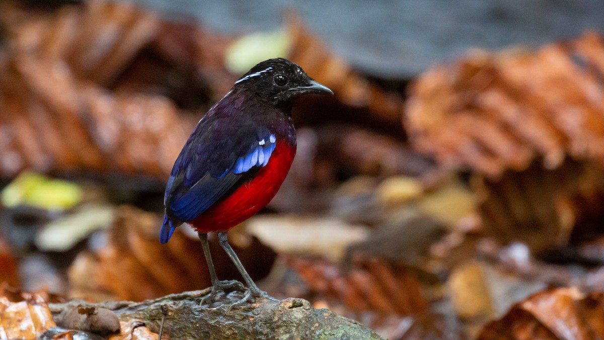 Black-crowned Pitta - Brian Small