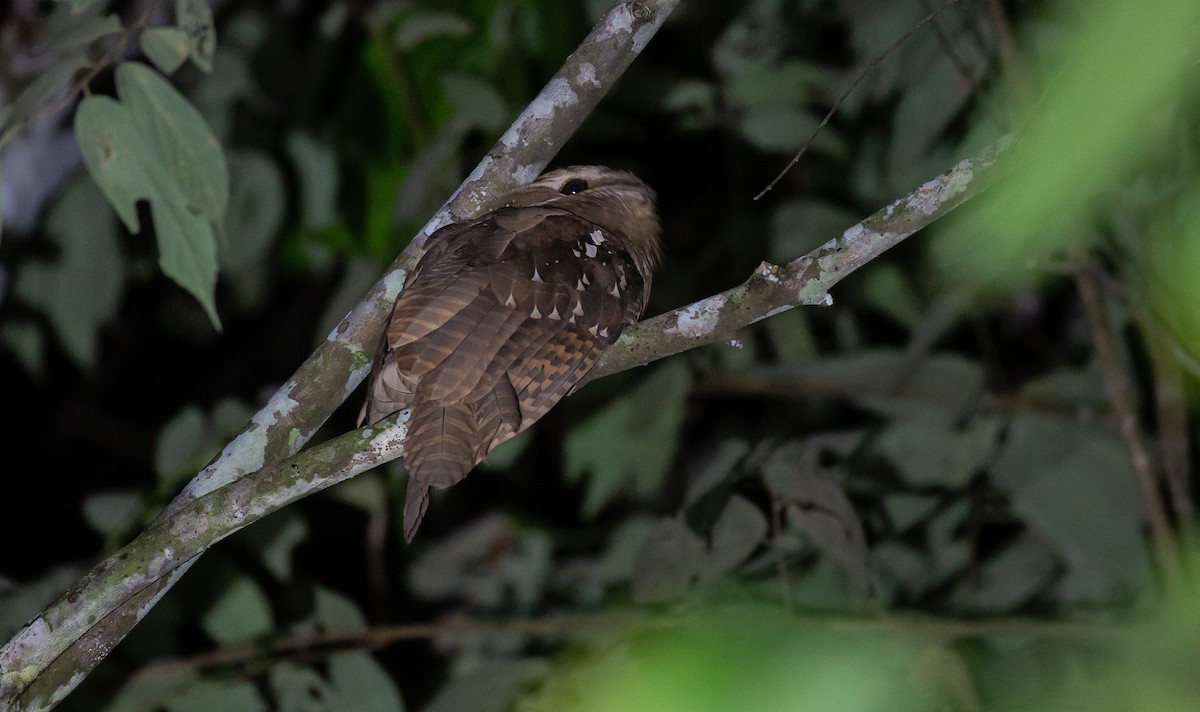 Large Frogmouth - ML616469368