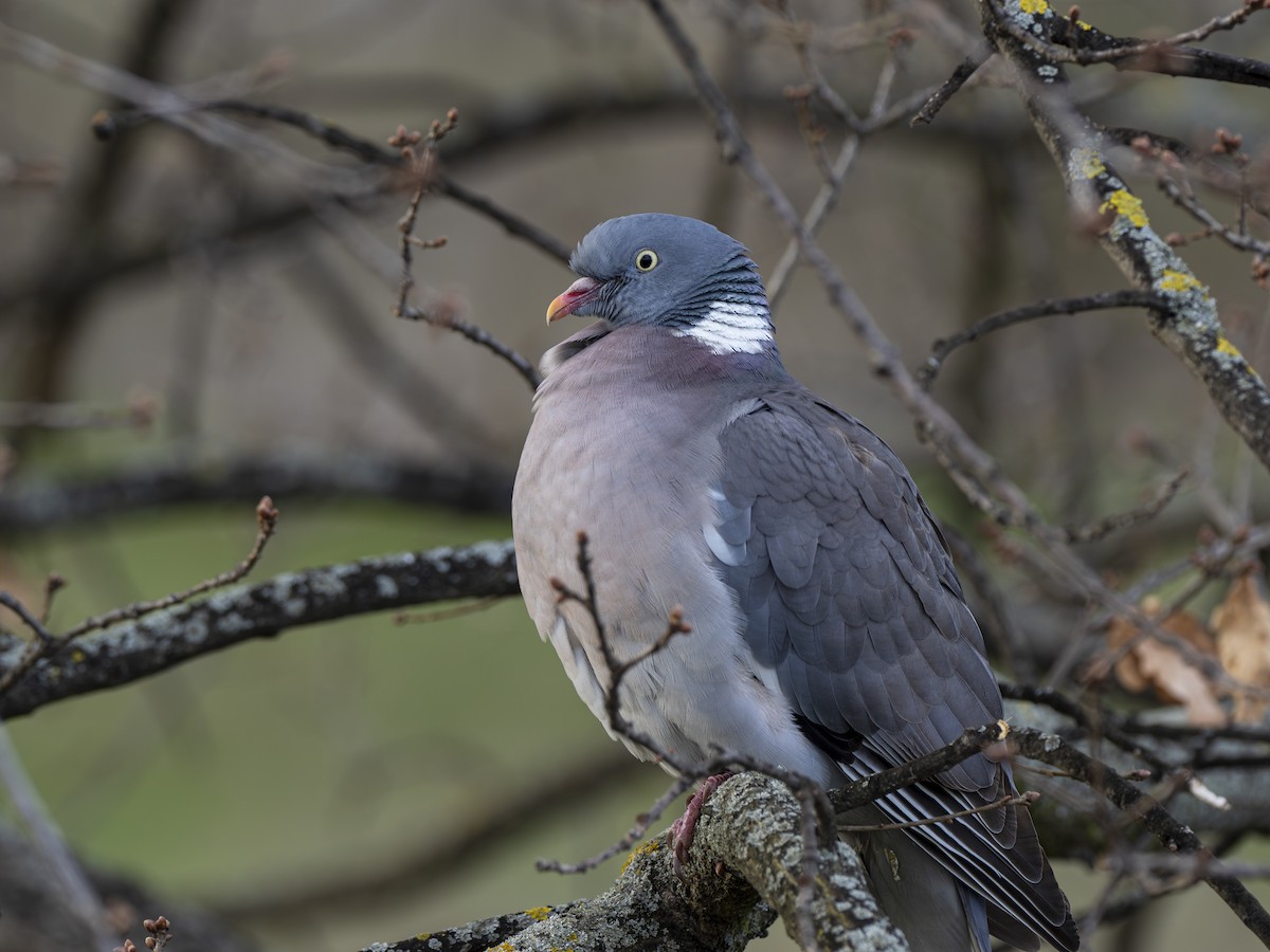 Common Wood-Pigeon - ML616469390