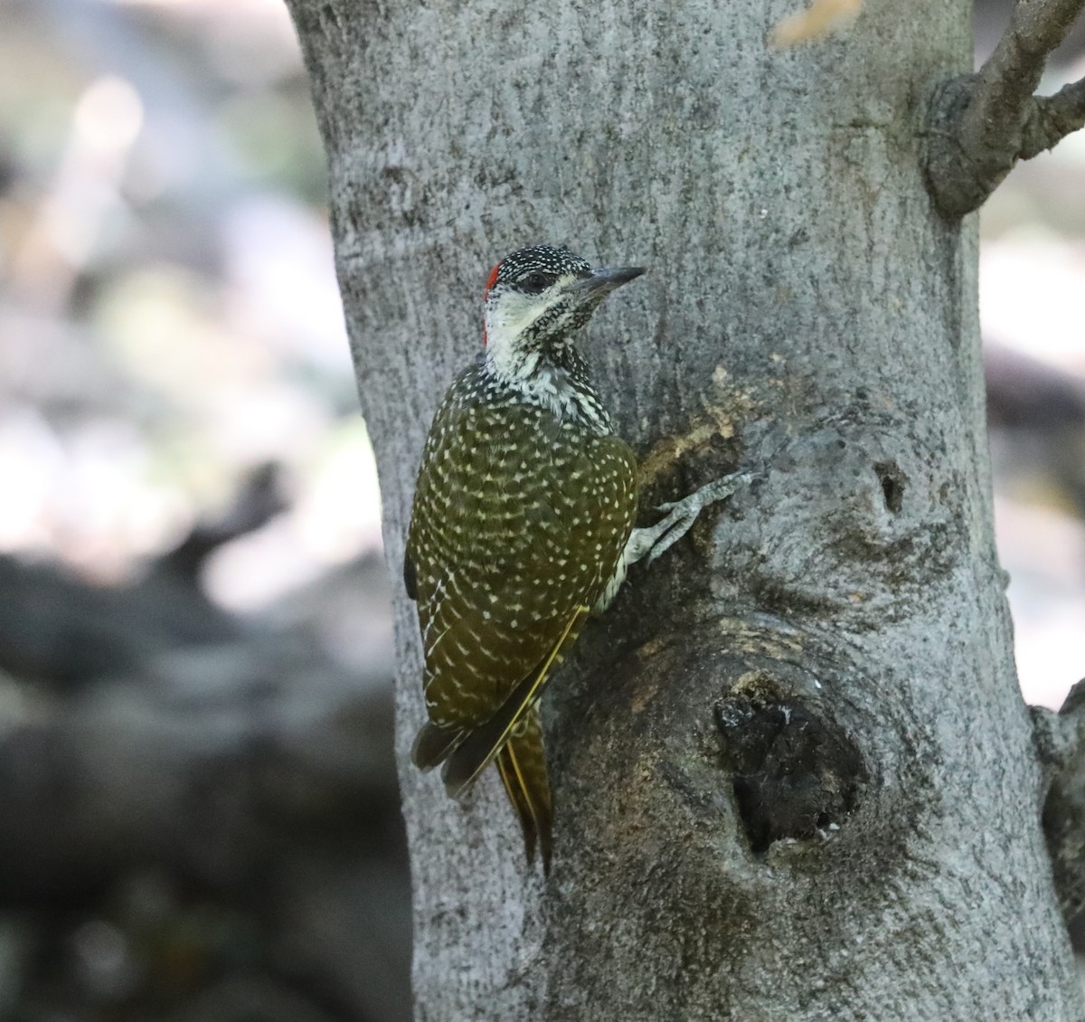 Golden-tailed Woodpecker - ML616469394