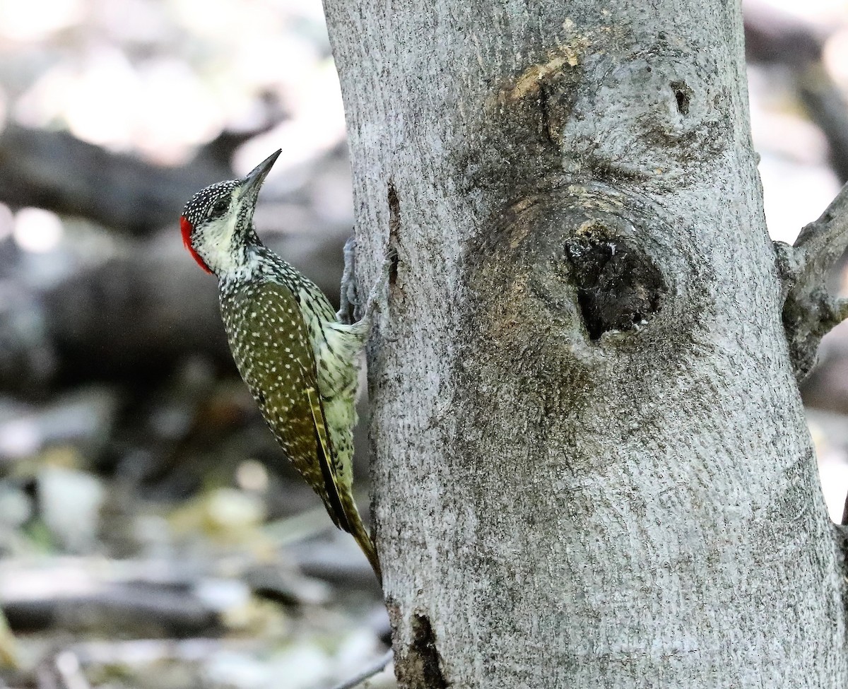 Golden-tailed Woodpecker - Rob Van Epps
