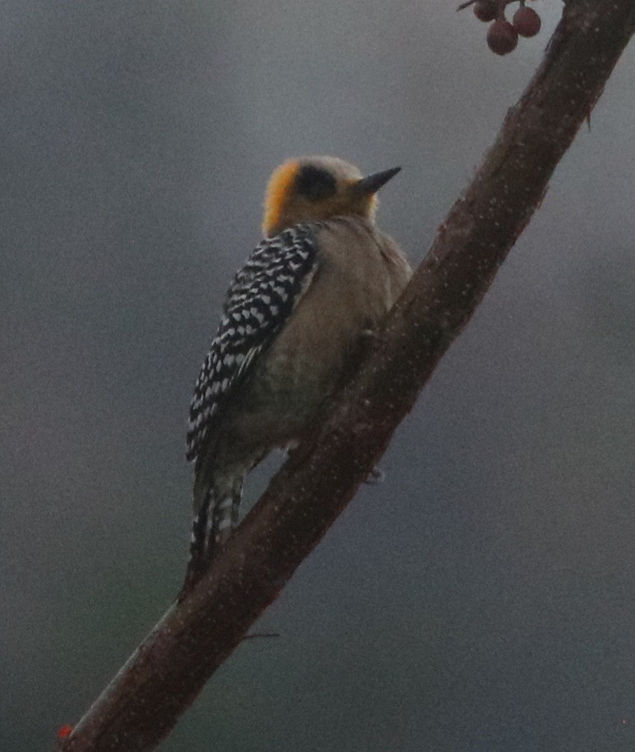Golden-cheeked Woodpecker - Isaiah Nugent