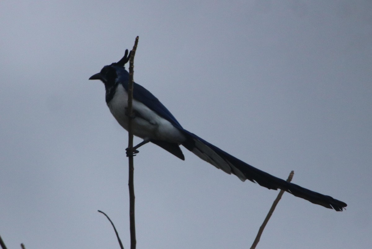 Black-throated Magpie-Jay - ML616469460