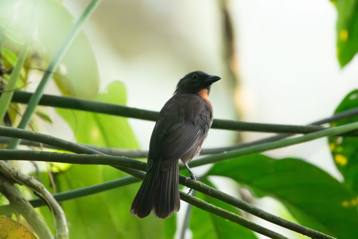 Black-cheeked Ant-Tanager - ML616469594