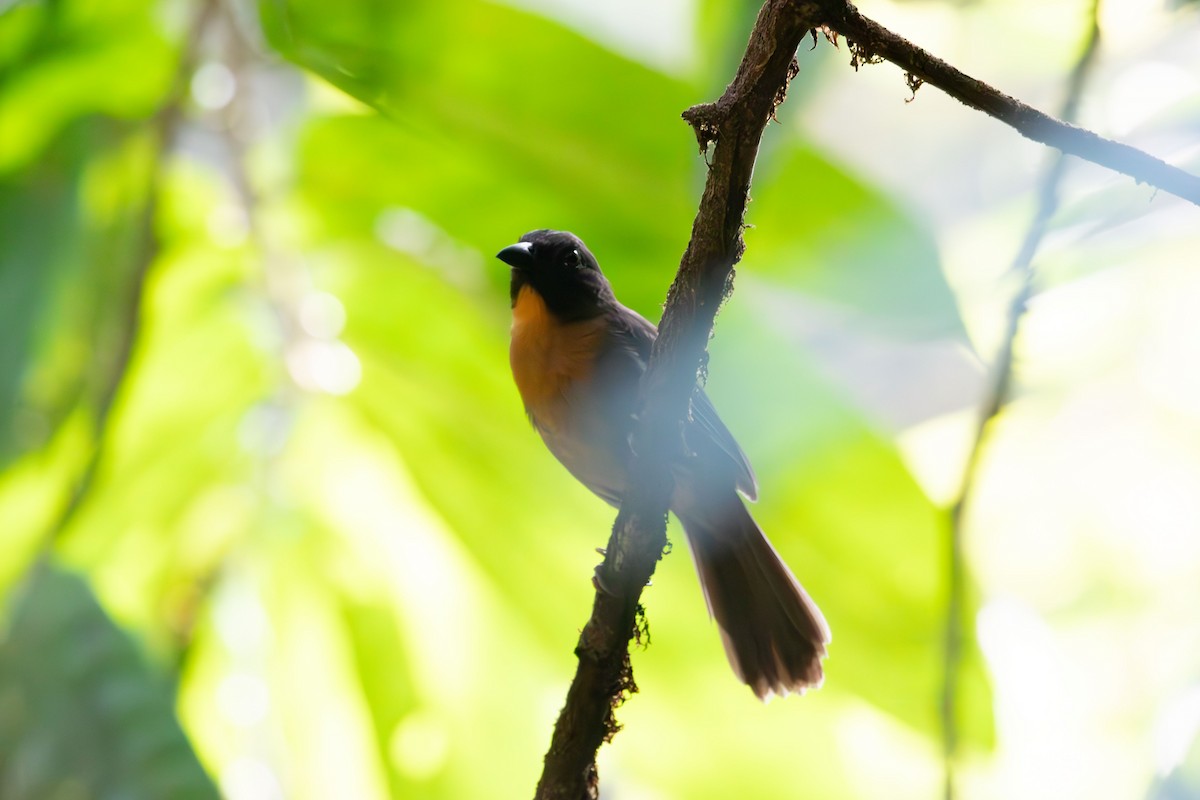 Black-cheeked Ant-Tanager - Sammy Cowell