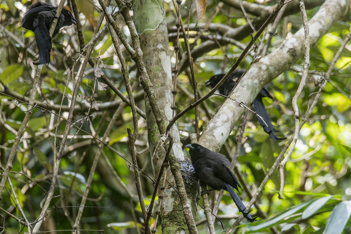 Ratchet-tailed Treepie - Wich’yanan Limparungpatthanakij