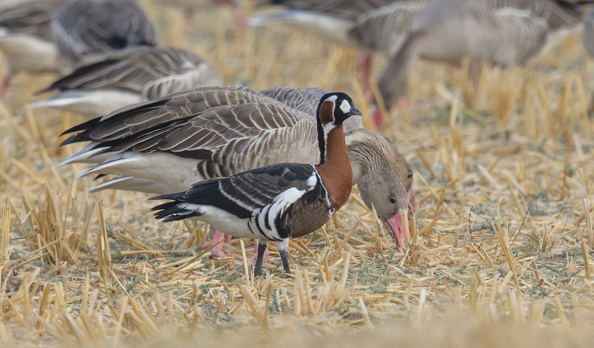 Red-breasted Goose - ML616470108