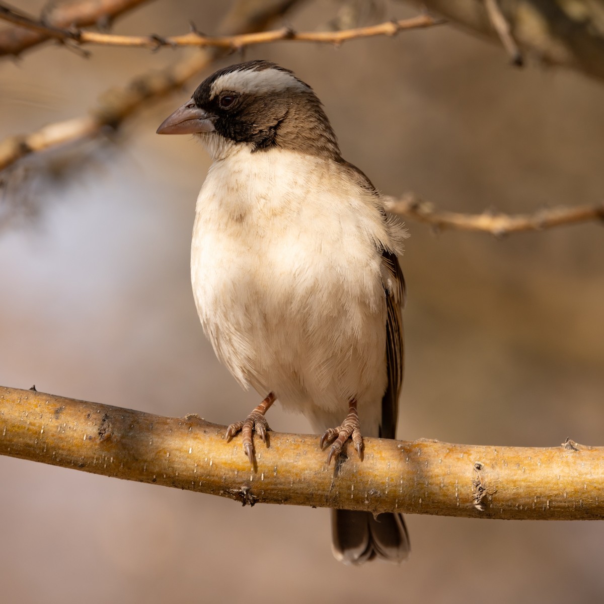 White-browed Sparrow-Weaver - Greg Schrader