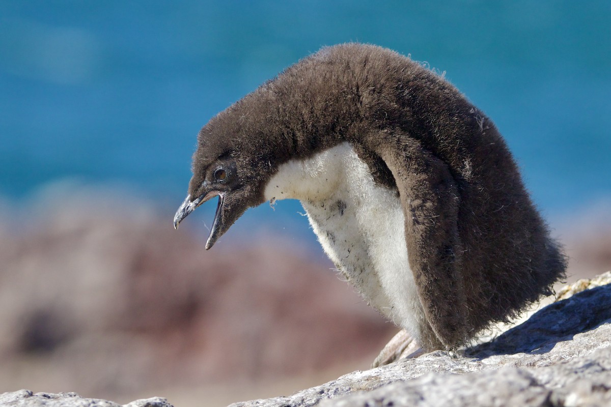 Southern Rockhopper Penguin - Dimitris Salas