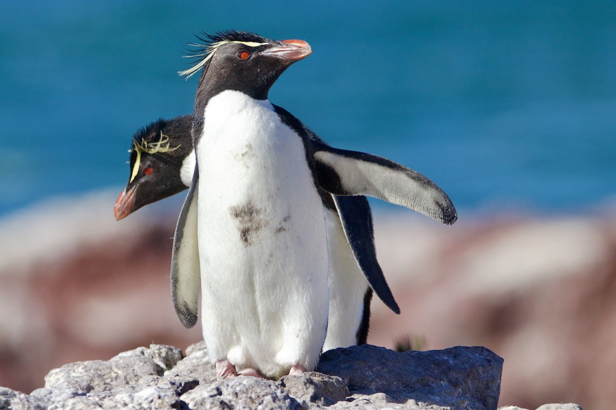 Pingüino Saltarrocas Meridional - ML616470152