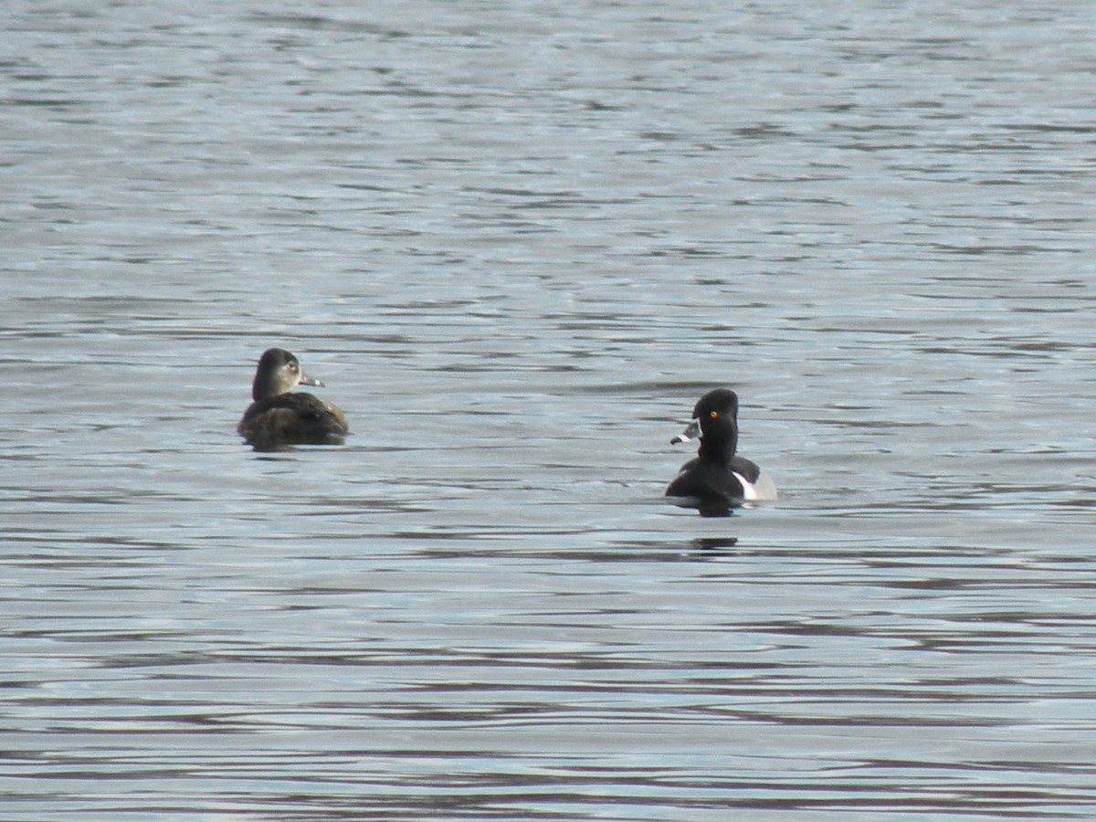 Ring-necked Duck - Anne Longmore