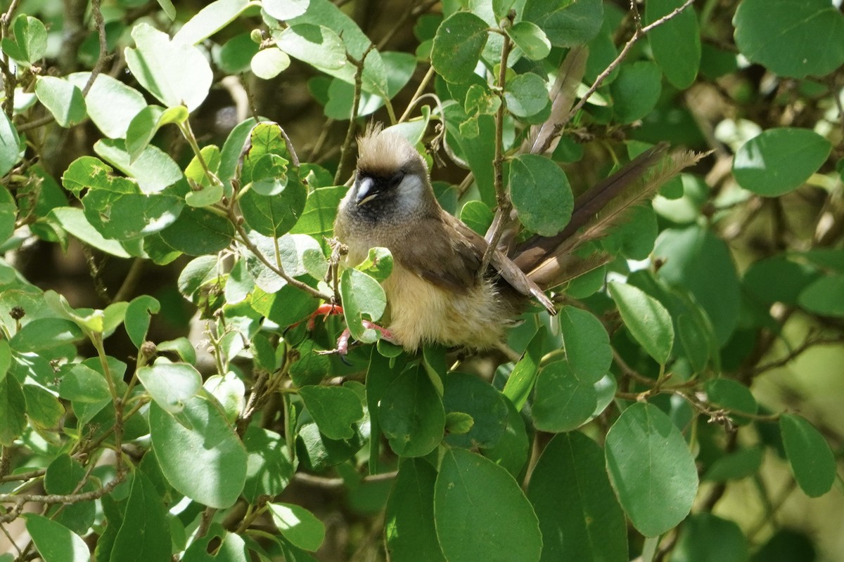 Speckled Mousebird - ML616470506