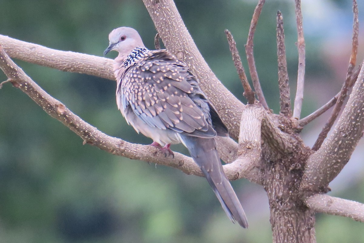 Spotted Dove - Rishi Palit