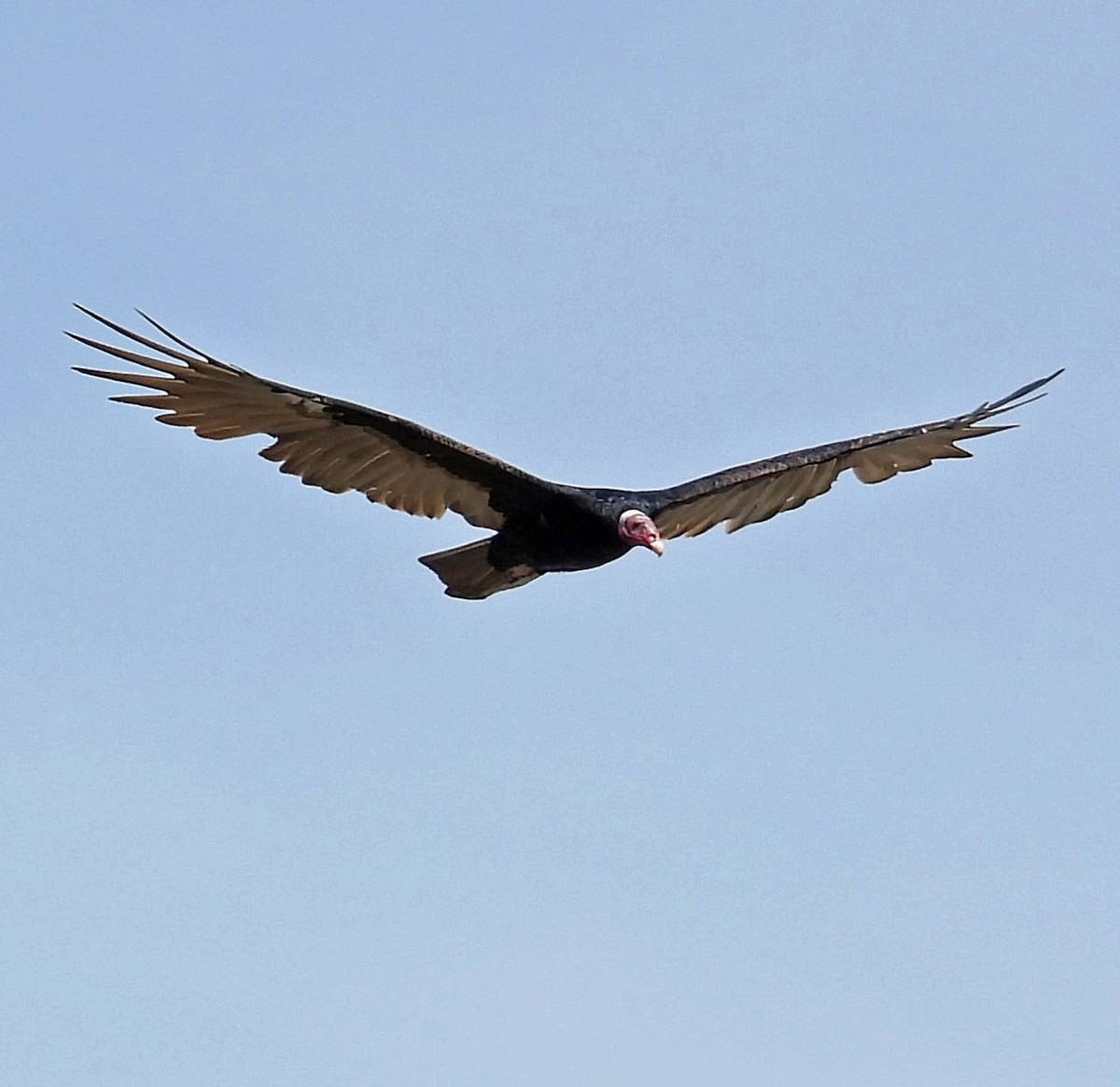 Turkey Vulture - ML616470747
